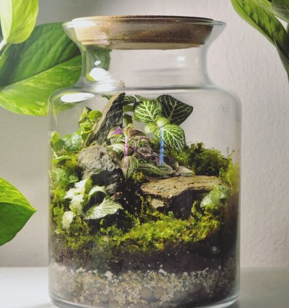 terrarium